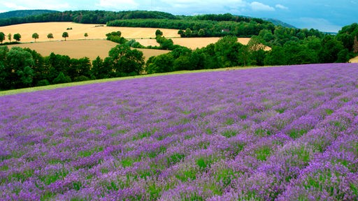 Blick auf eine hügelige Landschaft, im Vordergrund ein Lavendelfeld