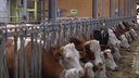 Rinder in der Massentierhaltung