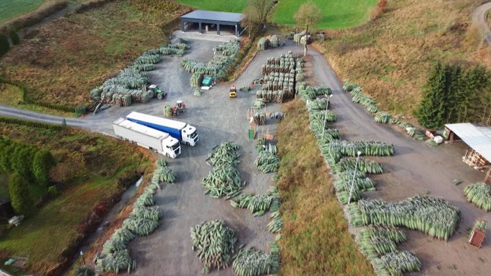 Eine Weihnachtsbaumplantage im Sauerland