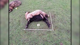 Zwei tote Schafe mit Markierungen