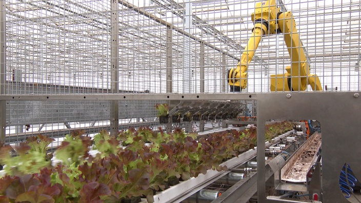 Ein Salatroboter mit vielen regionalen Salaten auf dem Fließband.