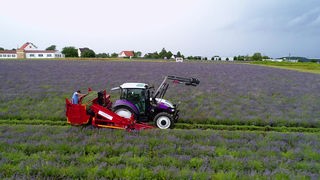 Lavendelfeld, auf dem mit einem Traktor geerntet wird