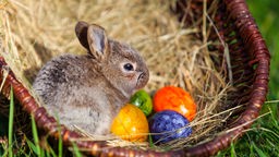Ein Hase sitzt neben gefärbten Eiern in einem mit Stroh gefüllten Korb.