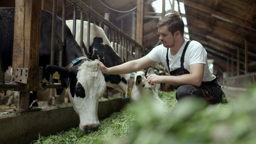 Kühe im Stall mit Bauer