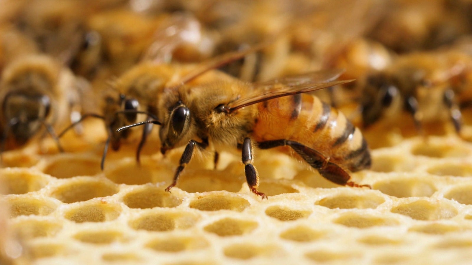 Bienenlive Basiswissen Bienen Planet Schule Sendungen A Z Video Mediathek Wdr