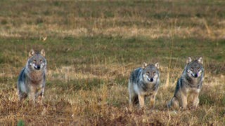 Drei Wölfe auf einem Feld schauen aufmerksam in Richtung des Betrachters