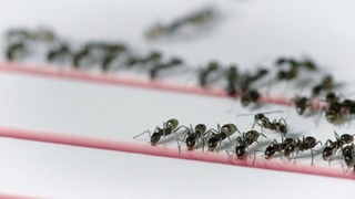 Mehrere Ameisen im Forschungslabor