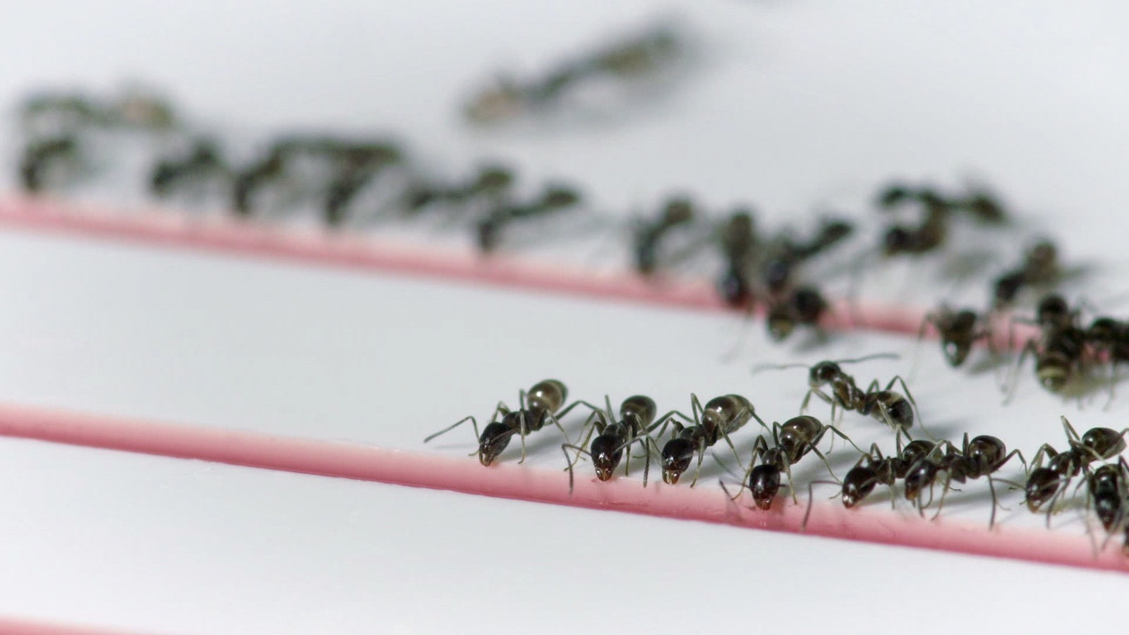 Vorbild Natur Insekten Auf Der Spur Ameisen Nie Wieder Stau Planet Schule Sendungen A Z Video Mediathek Wdr