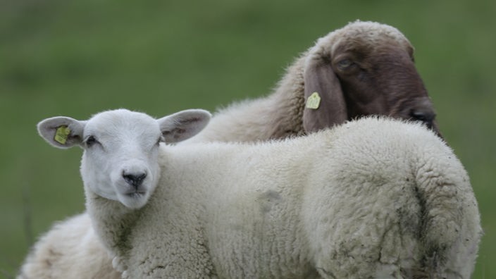 Zwei Schafe auf einer Wiese