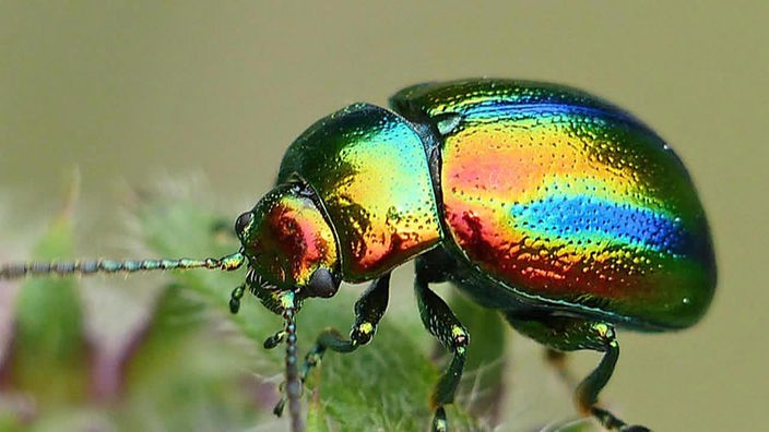 Farbenfroher Käfer
