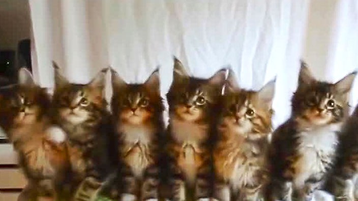 Mehrere kleine Katzenbabys verfolgen eine Bewegung
