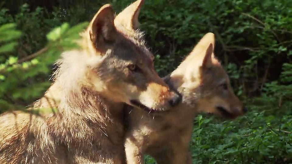 Steckbrief Wolf Quarks Sendungen A Z Video Mediathek Wdr