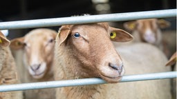 Ein Schaf guckt in die Kamera.