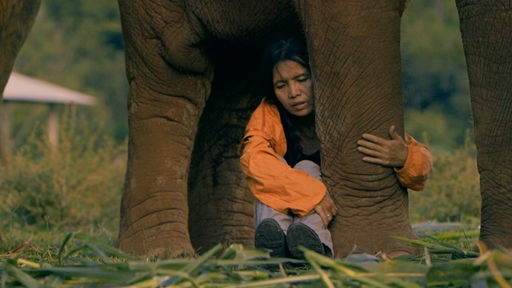 Die Elefantenretterin zwischen den Beinen eines ihrer Schützlinge