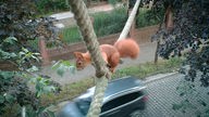 Ein Eichhörnchen
