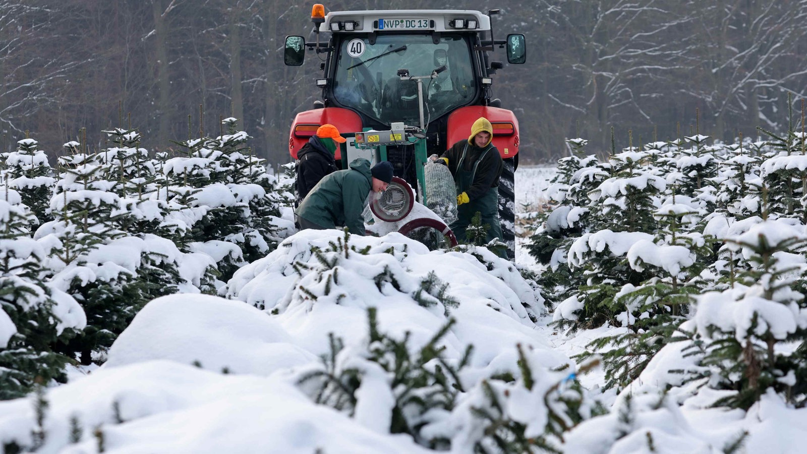 BioWeihnachtsbaum oder lieber doch Plastiktanne? Nachrichten WDR