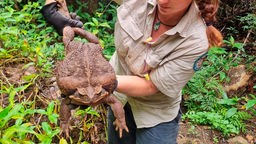 Eine riesige Aga-Kröte wurde im australischen Queensland gefunden.