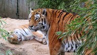 Die beiden Tiger Thrax und Tamika leben ab sofort zusammen.
