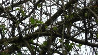 In Bonn blüht der erste Apfelbaum.