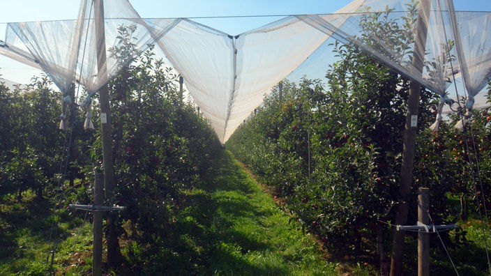 Hagelnetz über einer Apfelbaumpantage im Rheinland