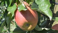 Apfel der Sorte Wellant