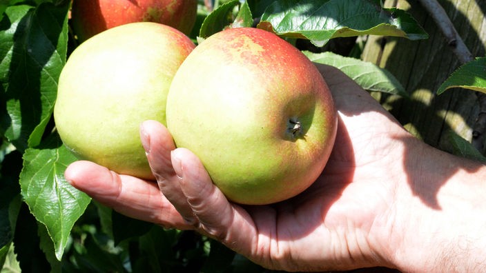 Äpfel der Sorte Wellant