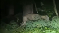 Berliner Polizei warnt vor frei herumlaufender Löwin