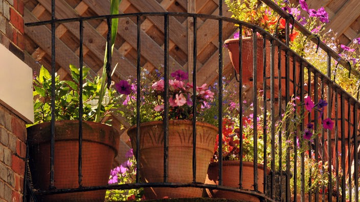 Das Bild zeigt Topfpflanzen auf einen Balkon. 