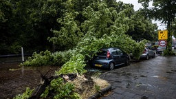 Umgestützter Baum auf einem Auto in Haarlem