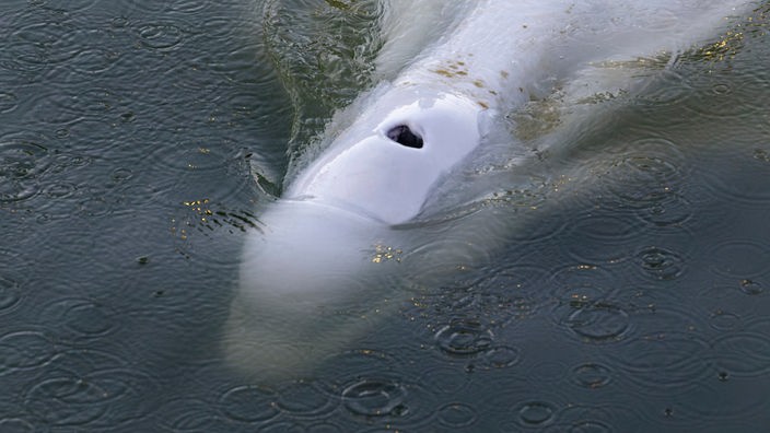 06.08.2022, Frankreich, Notre Dame De La Garenne: Dieses von der Umweltschutzorganisation Sea Shepherd zur Verfügung gestellte Bild zeigt einen Belugawal, der in der Seine schwimmt