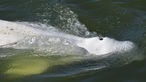 05.08.2022, Frankreich, Villers-Sur-Le-Roule: Ein Belugawal schwimmt am 5. August 2022 in der Nähe einer Schleuse in Courcelles-sur-Seine, die Seine hinauf