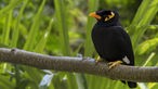 Der Beo-Vogel lebt in den Bergregionen Südasiens und Südostasiens