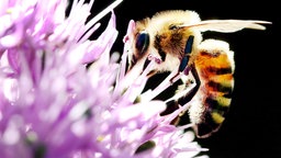 Eine Biene sitzt auf einer lilanen Blüte