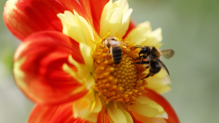 Eine Biene sitzt auf einer rot-gelben Blüte