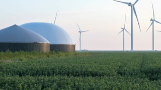 Eine Biogasanlage steht in einem Maisfeld vor Windrädern. 