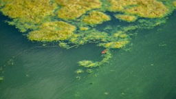 Ein grün-gelber Blaualgenteppich auf einem Baggersee