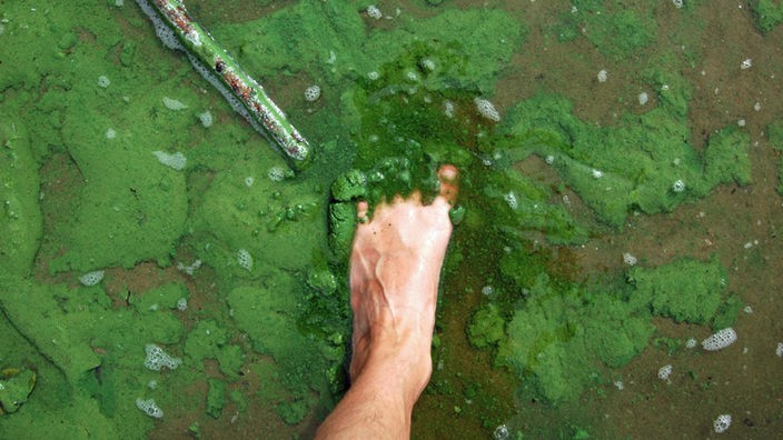 Nackter Fuß im grünen Schlick eines Sees