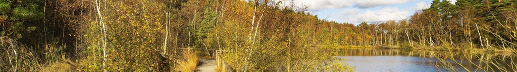 ein Bohlenweg durchs Moor im Herbst mit Blick auf einen kleinen See