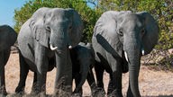 Afrikanische Elefanten mit Kalb in Botswana