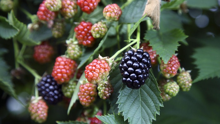 Nicht alle Brombeeren an einem Strauch sind zur gleichen Zeit reif.