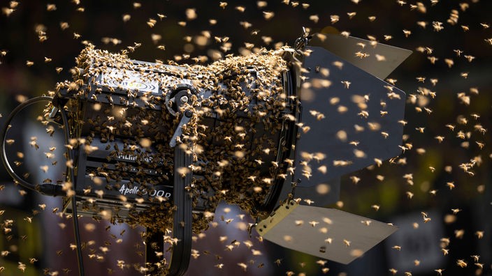 Bienenschwarm auf Scheinwerfer im Dortmunder Stadion