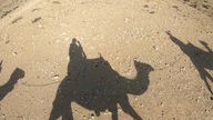 Auf dem Rücken von Kamelen in der Wüste Negev