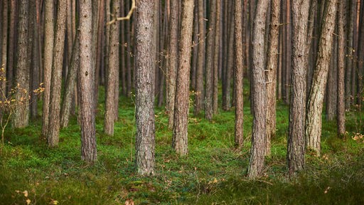 Der Wald erholt sich wieder - nimmt mehr CO2 auf