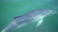 Delfine im Ambrakischen Golf