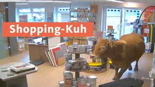 Eine Kuh verirrt sich in Drolshagen in ein Geschäft 