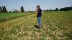 Die schlimmste Dürre, die Italien seit 70 Jahren erlebt hat, lässt die Reisfelder in der Poebene austrocknen und gefährdet die kostbare Ernte.