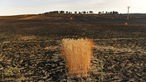  Blick auf die verbrannte Landschaft nach Waldbränden in der Nähe von Miranda de Arga im Norden Spaniens