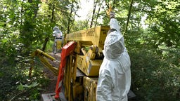 Im Hilde-Domin Park am Fort X werden die Raupen des Eichenprozessionsspinner von einer Baumpflegefirma professionell beseitigt (Juli 2019)