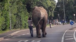 Elefant "Kenia" läuft eine Straße in Neuwied/Rhein entlang.