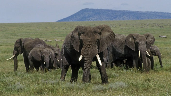 Eine Gruppe Afrikanischer Elefanten in der Savanne. 